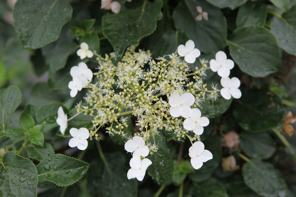 HYDRANGEA ANOMALA PETIOLARIS
