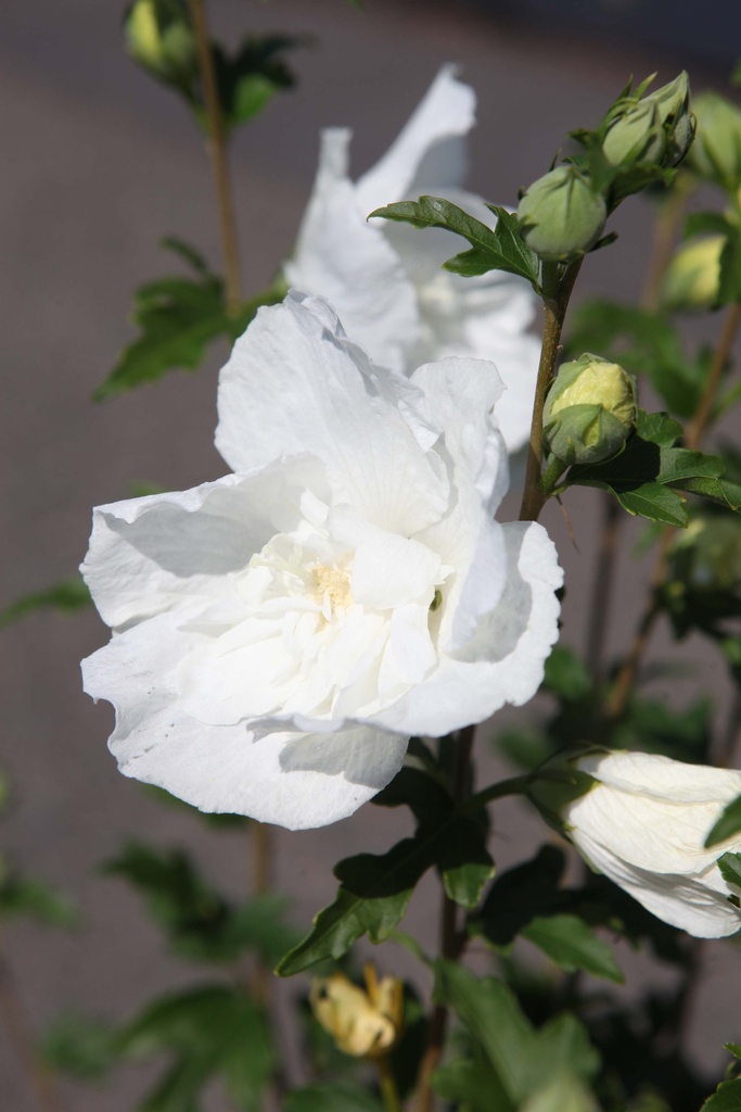 [HHSWCH40KL] HIBISCUS SYRIACUS WHITE CHIFFON (Motte, 40-60 cm)