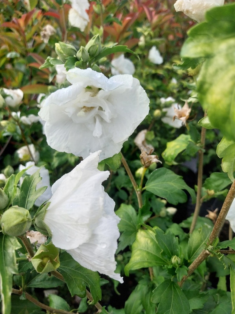 [HHSWCH40KL] HIBISCUS SYRIACUS WHITE CHIFFON (Motte, 40-60 cm)