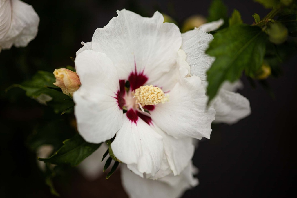 [HSRHE40KL] HIBISCUS SYRIACUS 'RED HEART' (Motte, 40-60 cm)