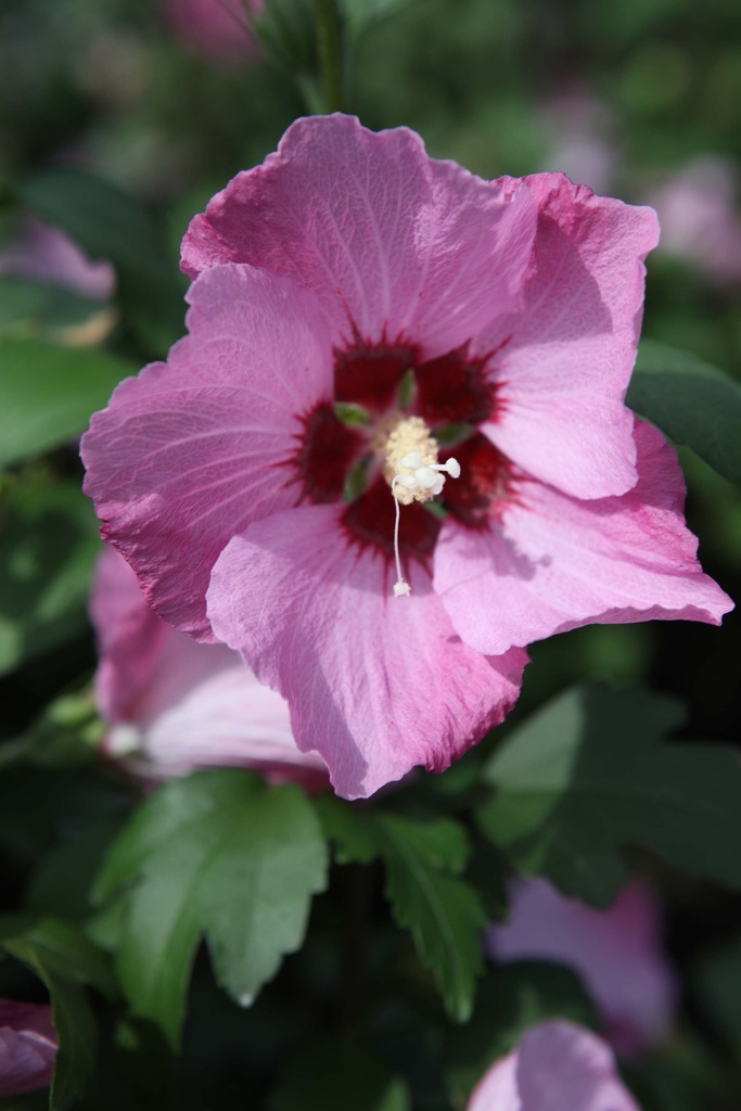 HIBISCUS SYRIACUS 'PINK GIANT'