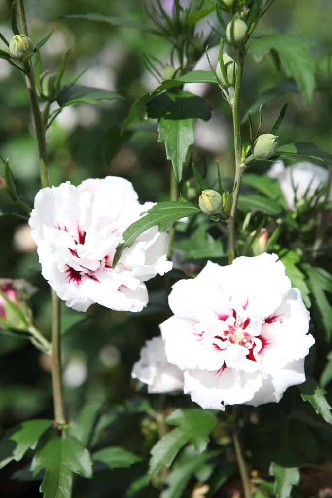 [HSLST40KL] HIBISCUS SYRIACUS 'LADY STANLEY' (Kluit, 40-60 cm)