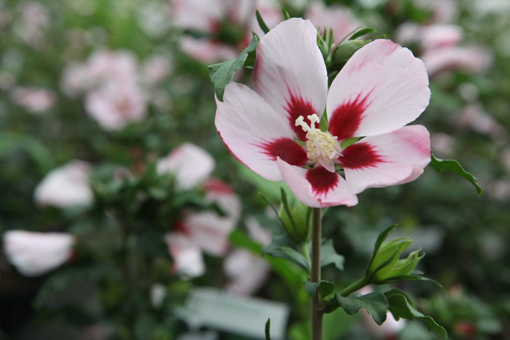 [HSHA40KL] HIBISCUS SYRIACUS 'HAMABO' (Kluit, 40-60 cm)
