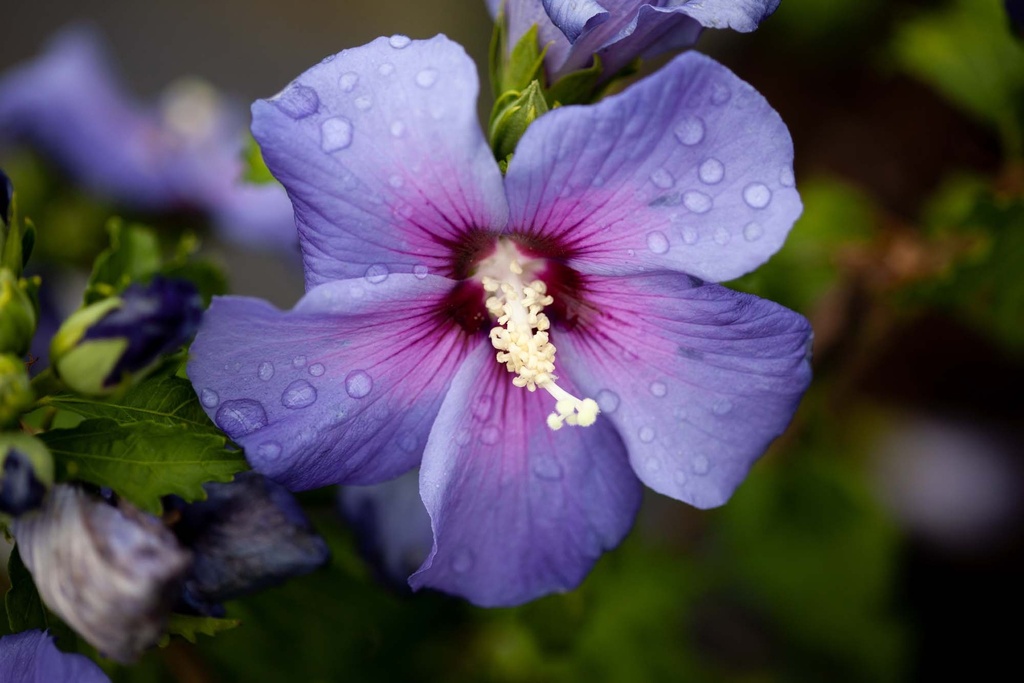 HIBISCUS SYRIACUS AZURRI®