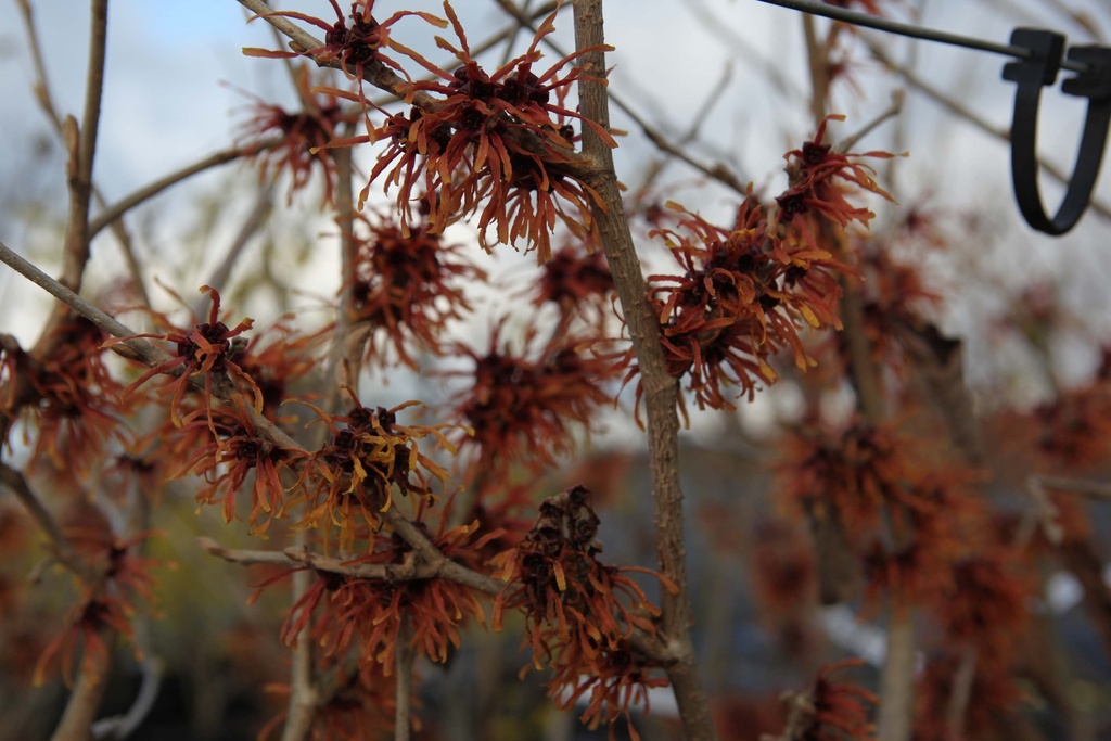 HAMAMELIS INTERMEDIA 'JELENA'