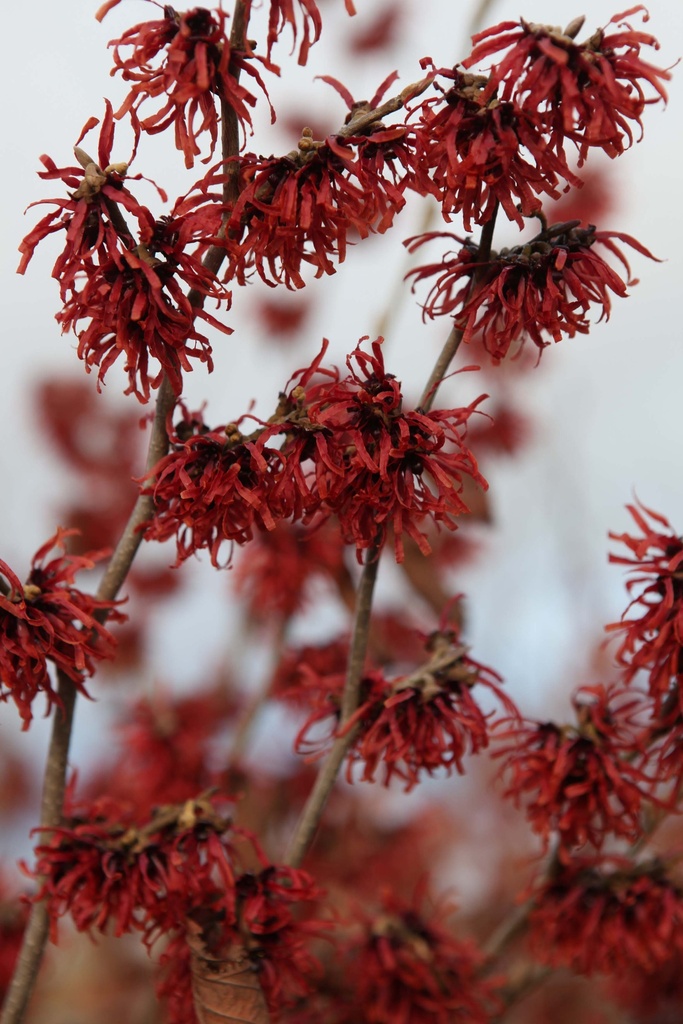 [HIDI60KL] HAMAMELIS INTERMEDIA 'DIANE' (Motte, 60-80 cm)