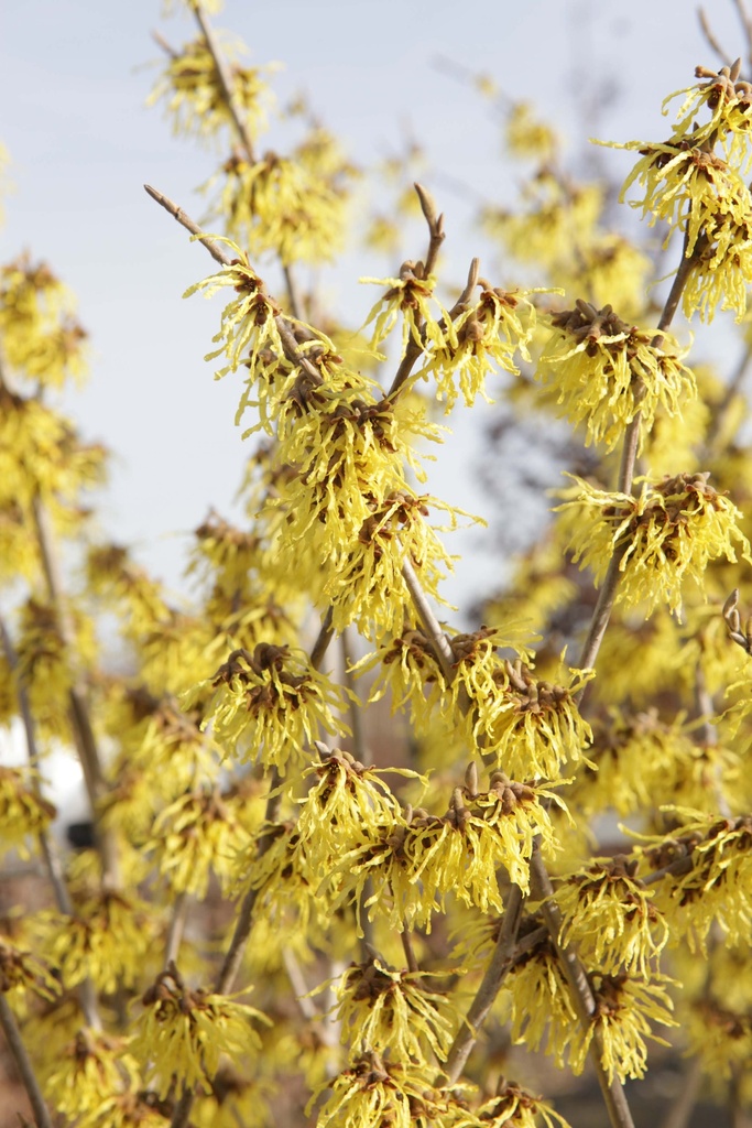 [HIAPR60KL] HAMAMELIS INTERMEDIA 'ARNOLD PROMISE' (Kluit, 60-80 cm)