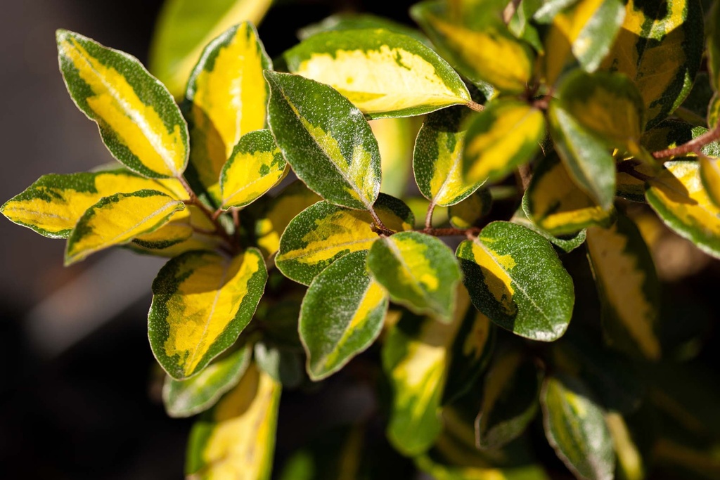 [EELI80KL] ELAEAGNUS EBBINGEI 'LIMELIGHT' (Kluit, 80-100 cm)