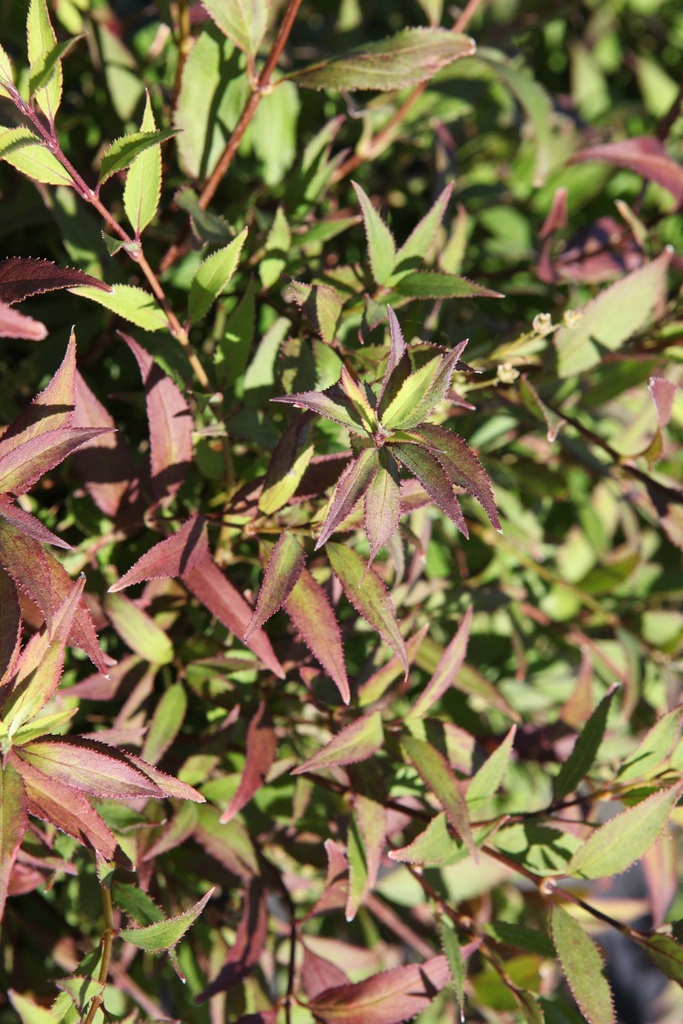 [DGNI25C3] DEUTZIA GRACILIS 'NIKKO' (Pot 3 litres, 25-30 cm)