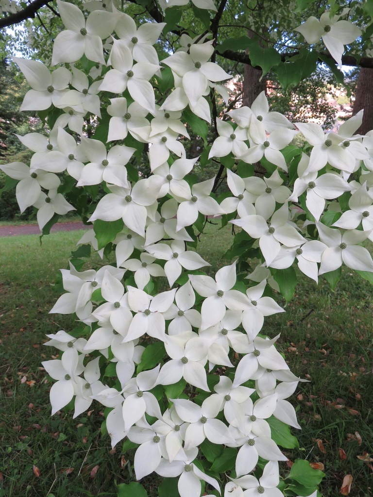 [CKCH40KL] CORNUS KOUSA 'CHINENSIS' (Kluit, 40-60 cm)