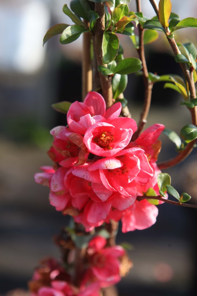 [CSPLA30C3] CHAENOMELES SUPERBA 'PINK LADY' (Pot 3 litres, 30-40 cm)