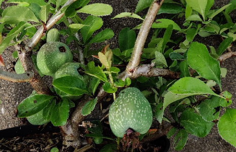 [CSNI30C3] CHAENOMELES SUPERBA 'NICOLINE' (Pot 3 litres, 30-40 cm)