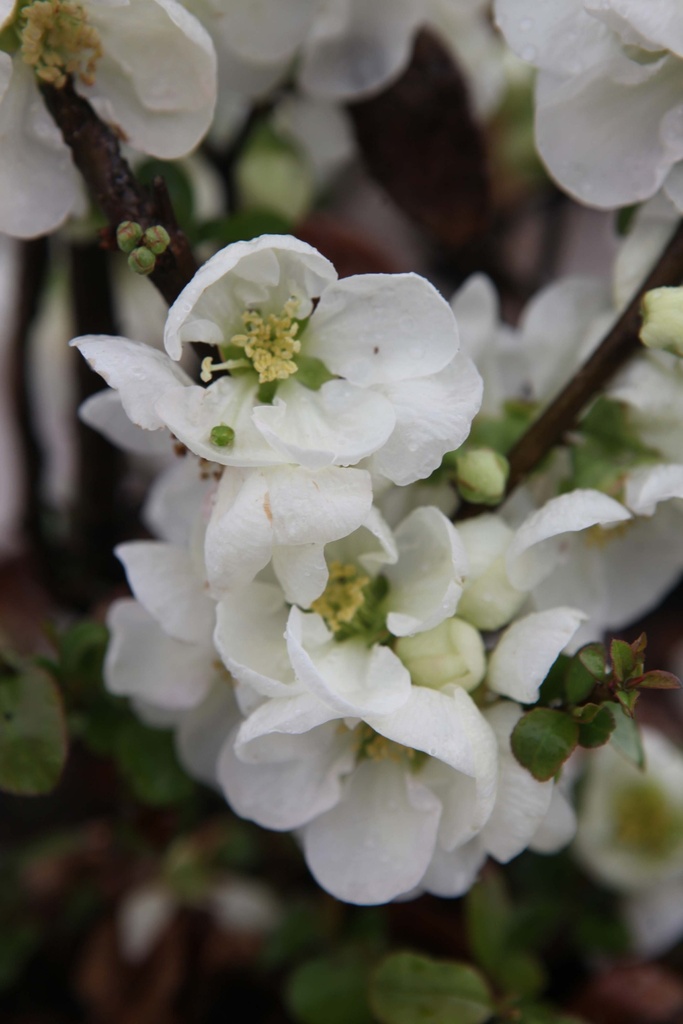 [CSJTR30C3] CHAENOMELES SUPERBA 'JET TRAIL' (Pot 3 liter, 30-40 cm)