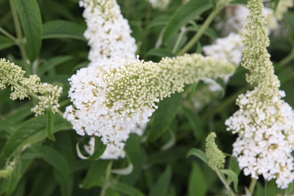 [BDWPR] BUDDLEJA DAVIDII 'WHITE PROFUSION' (Racines nues, 80-100 cm)