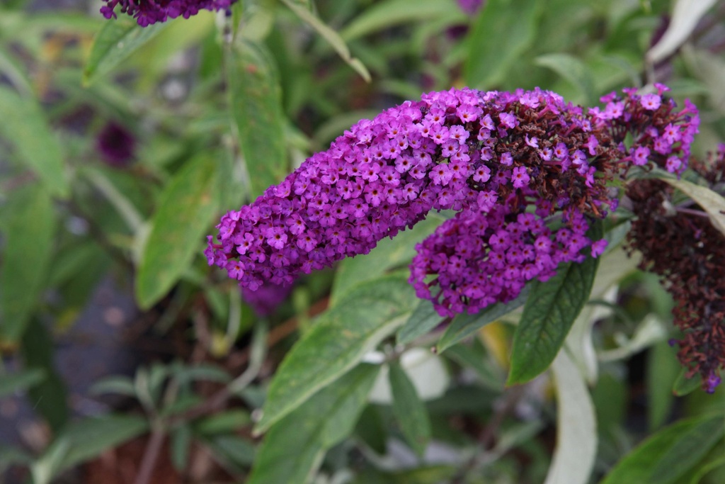 [BDRRE] BUDDLEJA DAVIDII 'ROYAL RED' (Racines nues, 50-60 cm)