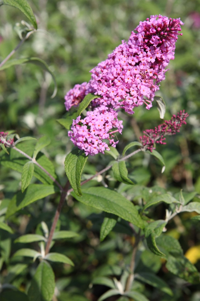 [BDPDE] BUDDLEJA DAVIDII 'PINK DELIGHT' (Racines nues, 50-60 cm)