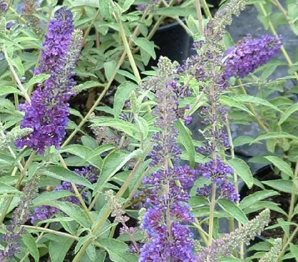 [BDEBL] BUDDLEJA DAVIDII 'EMPIRE BLUE' (Racines nues, 80-100 cm)