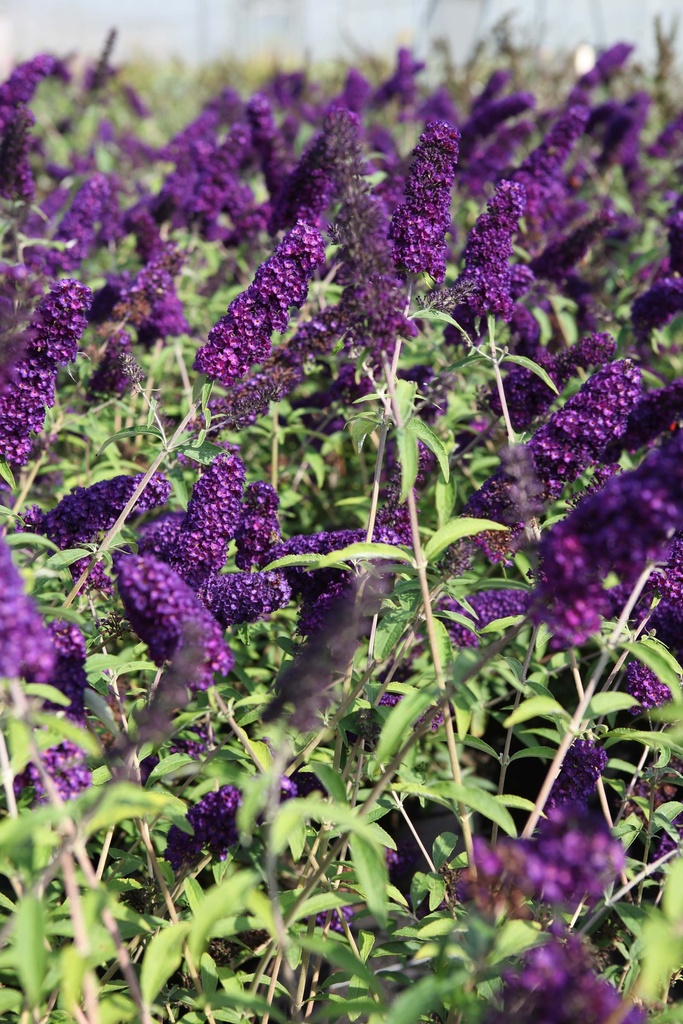 [BDBKN] BUDDLEJA DAVIDII 'BLACK KNIGHT' (Racines nues, 80-100 cm)