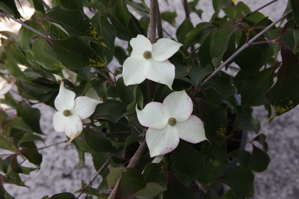 CORNUS KOUSA 'WIETING'S SELECT'