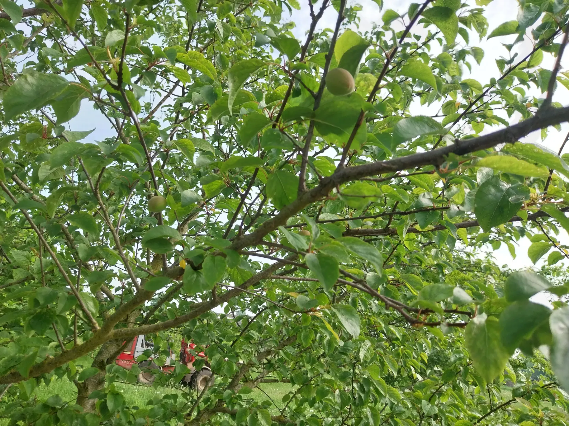 ABRICOTIERPRUIM APRIKYRA SCION D'UN AN