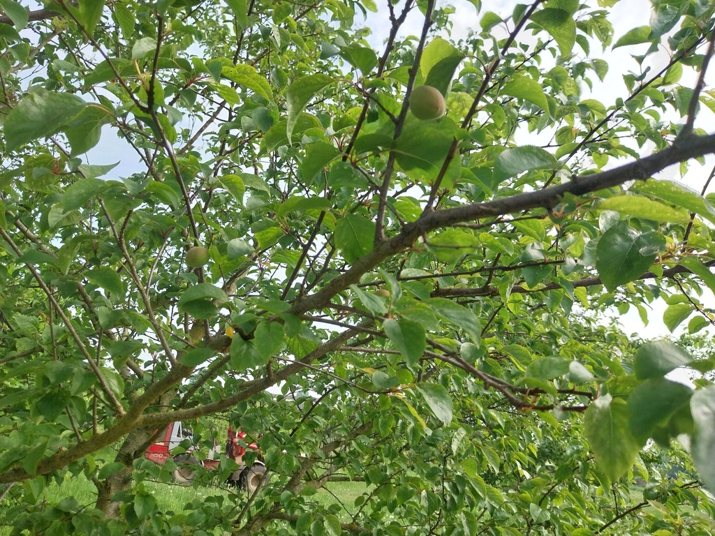 [PRAPK1] ABRICOTIERPRUIM APRIKYRA SCION D'UN AN
