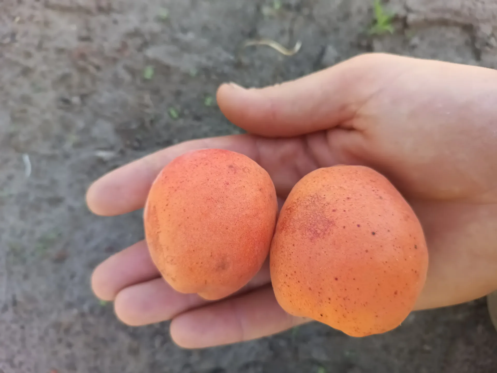 ABRIKOOS 'HARGRAND' JAARSE SNOER