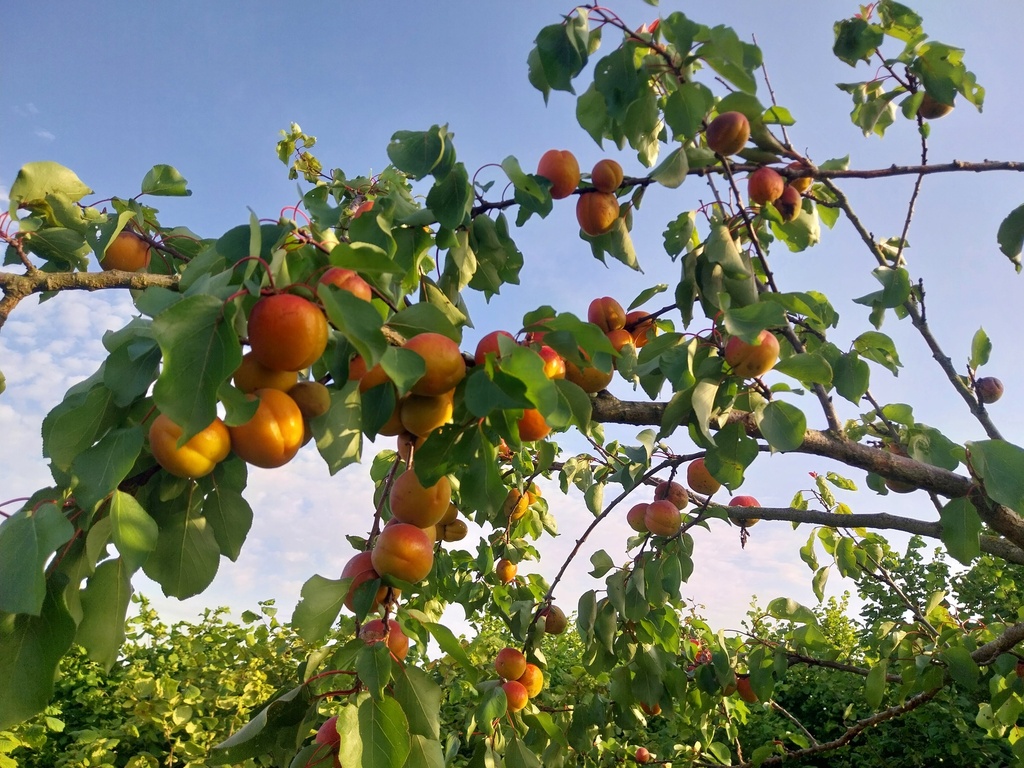 [ABOR2] ABRIKOOS 'ORANGERED' LAAGSTAM (Blote wortel)