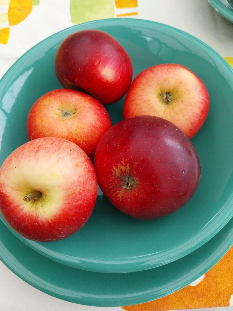 [APAKH106] APPELBOOM  'AKANE' HOOGSTAM (Mm106, 8-10 cm)