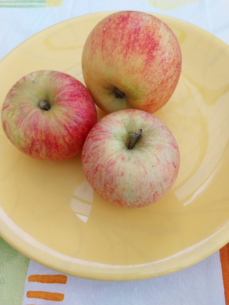 [APALH106] APPELBOOM  'ALKMENE' HOOGSTAM (Mm106, 8-10 cm)