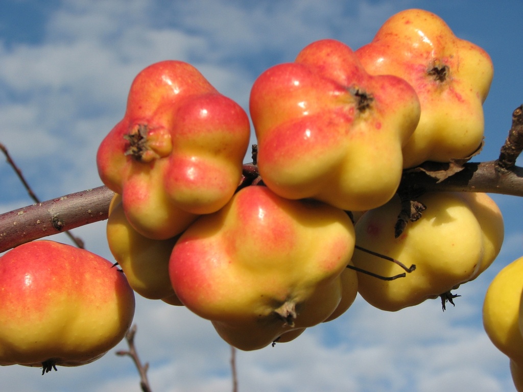 [APAPHA26] APPELBOOM  'APISTAR' (R) HALFSTAM (M26, Blote wortel, 6-8 cm)