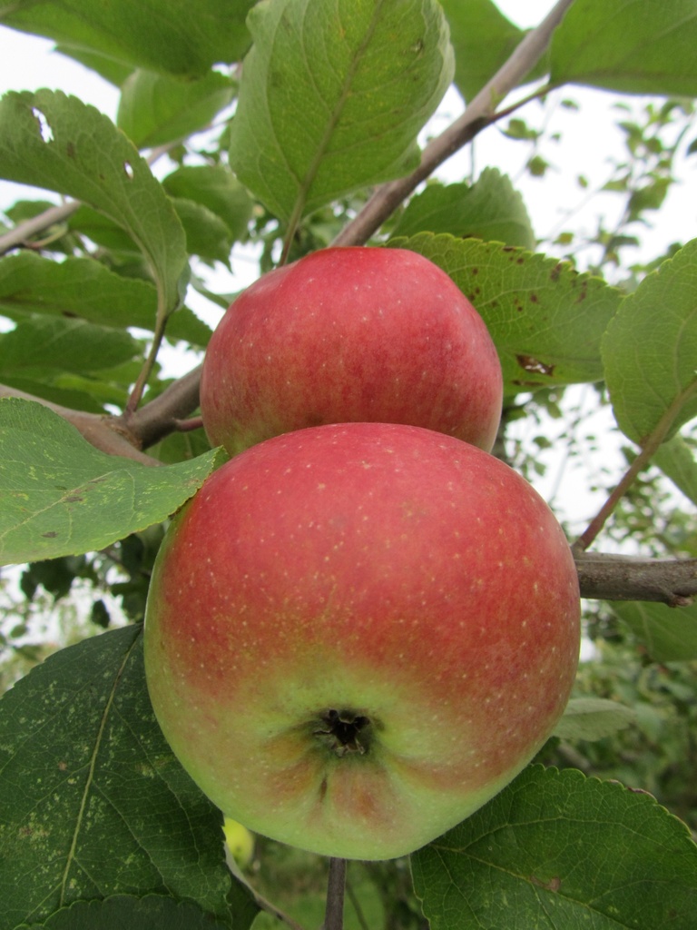 [APBFSIH106] APPELBOOM  'BRABANT BELLEFLEUR' HOOGSTAM (Mm106, 8-10 cm)
