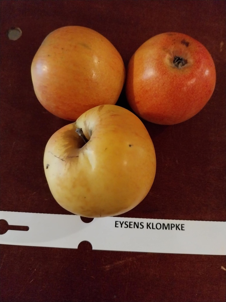 [APEKLH106] APPELBOOM  'EYSDENS KLOMPKE' HOOGSTAM (Mm106, 8-10 cm)