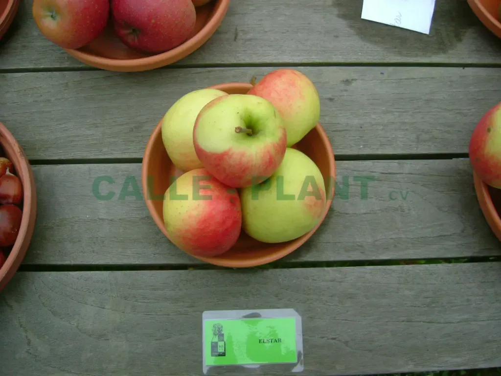 [APELHA26] APPELBOOM  'ELSTAR' HALFSTAM (M26, Blote wortel, 6-8 cm)