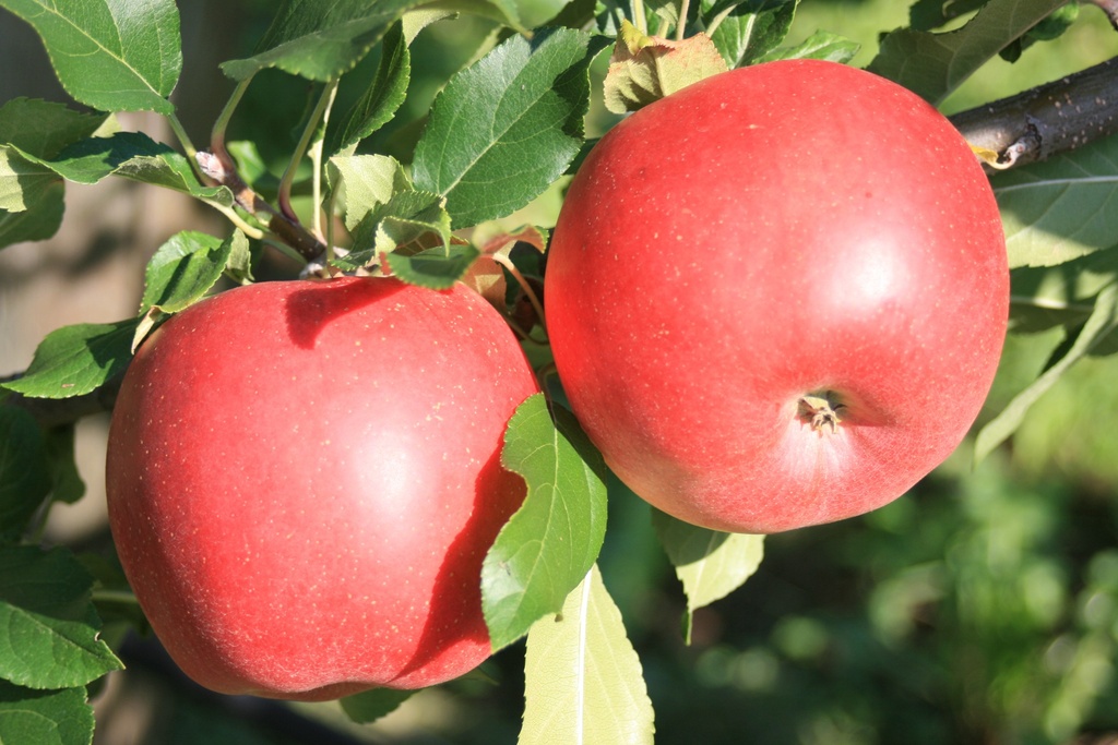 APPELBOOM  GALIWA (R) HOOGSTAM