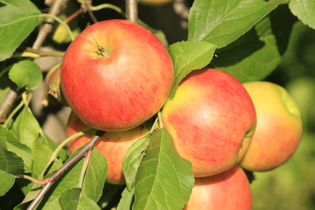 [APGER29] APPELBOOM  GERLINDE (R) LAAGSTAM (M9, Blote wortel)