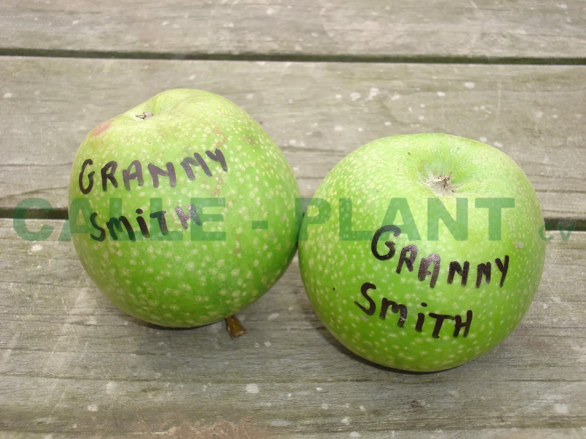 [APGSMHA26] APPELBOOM  'GRANNY SMITH' HALFSTAM (M26, Blote wortel, 6-8 cm)