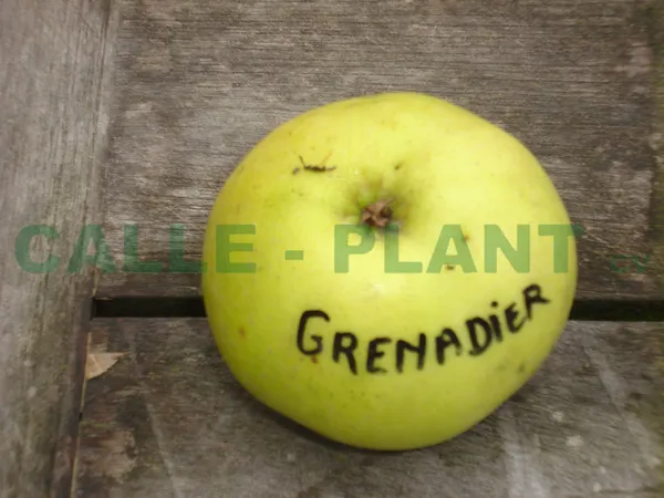 APPELBOOM  'GRENADIER' RGF HOOGSTAM