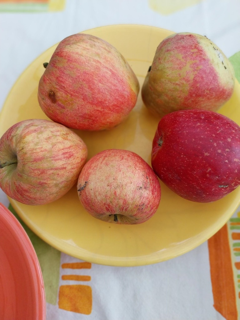POMMIERSBOOM  'HENRI CALLE'S FAVORIT' DEMI-TIGE