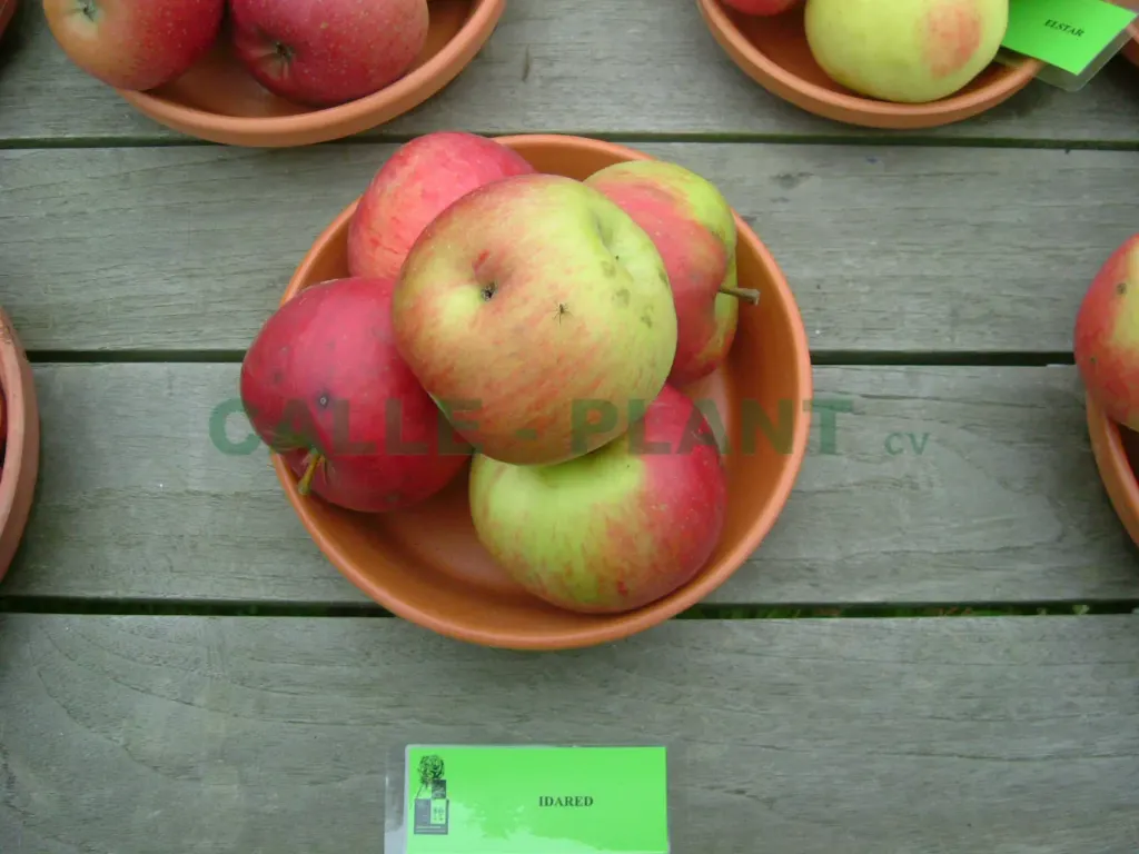 [APIDHA26] APPELBOOM  'IDARED' HALFSTAM (M26, Blote wortel, 6-8 cm)