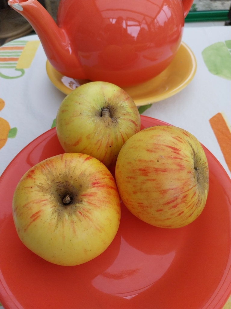 [APJLE19] APPELBOOM  'JACQUES LEBEL' JAARSE SNOER (M9)