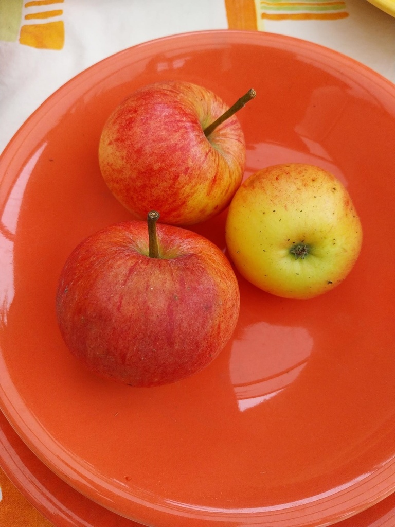 [APJGRH106] APPELBOOM  'JAMES GRIEVE' HOOGSTAM (Mm106, 8-10 cm)