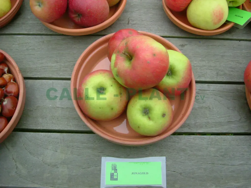 APPELBOOM  'JONAGOLD' HOOGSTAM