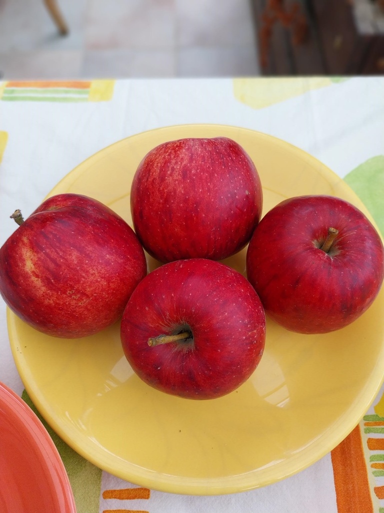 APPELBOOM  'JONAGORED' HOOGSTAM