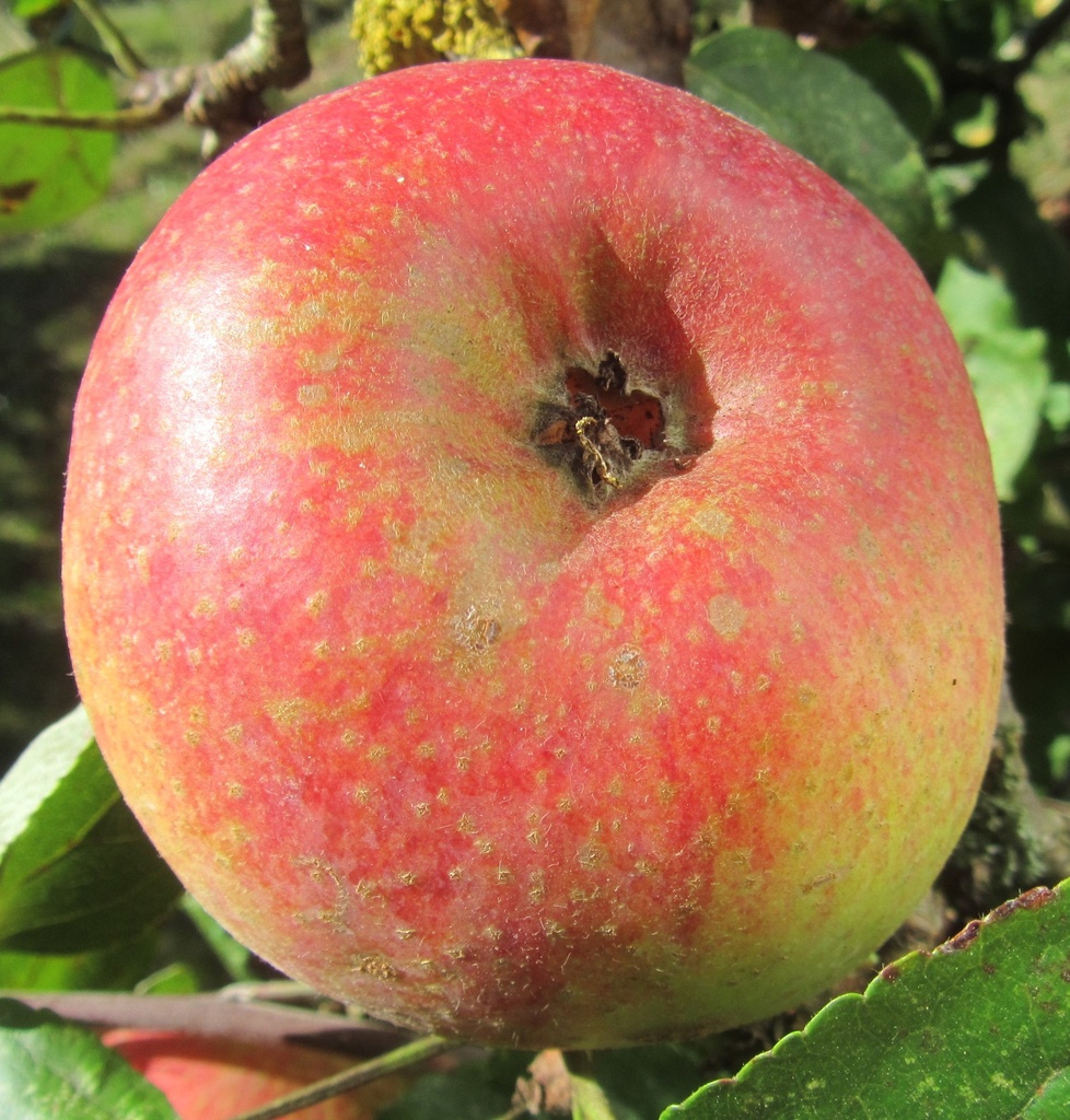 POMMIERSBOOM  'JOSEPH MUSCH' RGF DEMI-TIGE