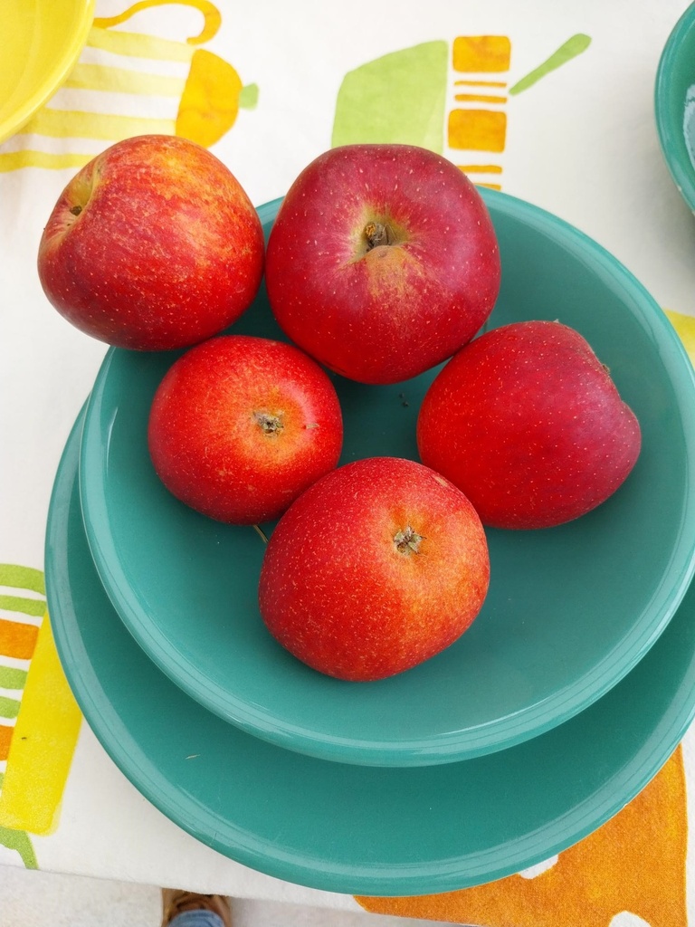 APPELBOOM  'LA PAIX' RGF HALFSTAM