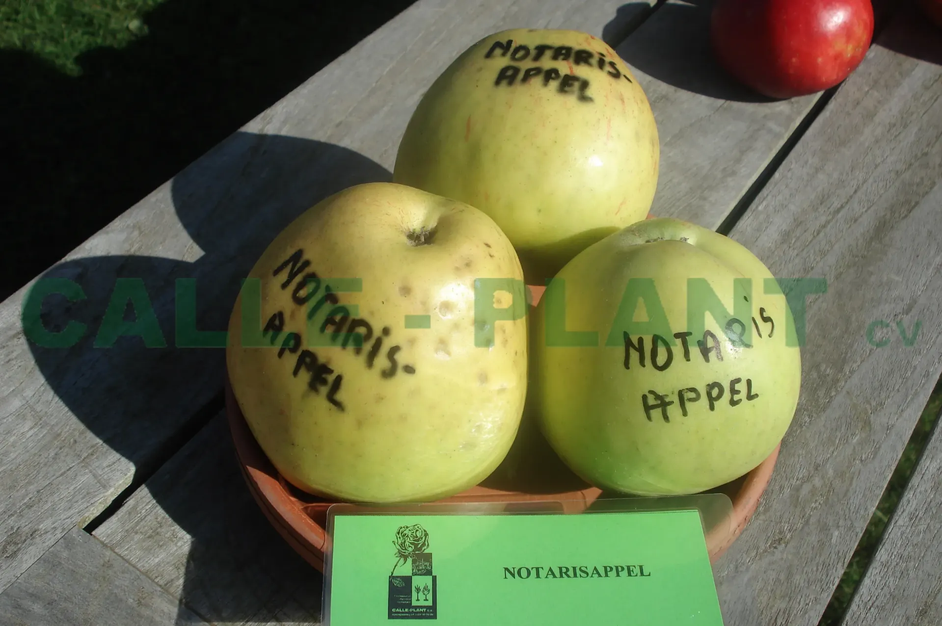[APNOHA26] APPELBOOM  'NOTARISAPPEL' HALFSTAM (M26, Blote wortel, 6-8 cm)