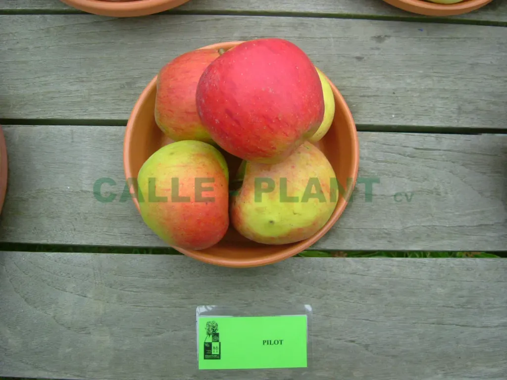 [APPILH106] APPELBOOM  'PILOT' HOOGSTAM (Mm106, 8-10 cm)