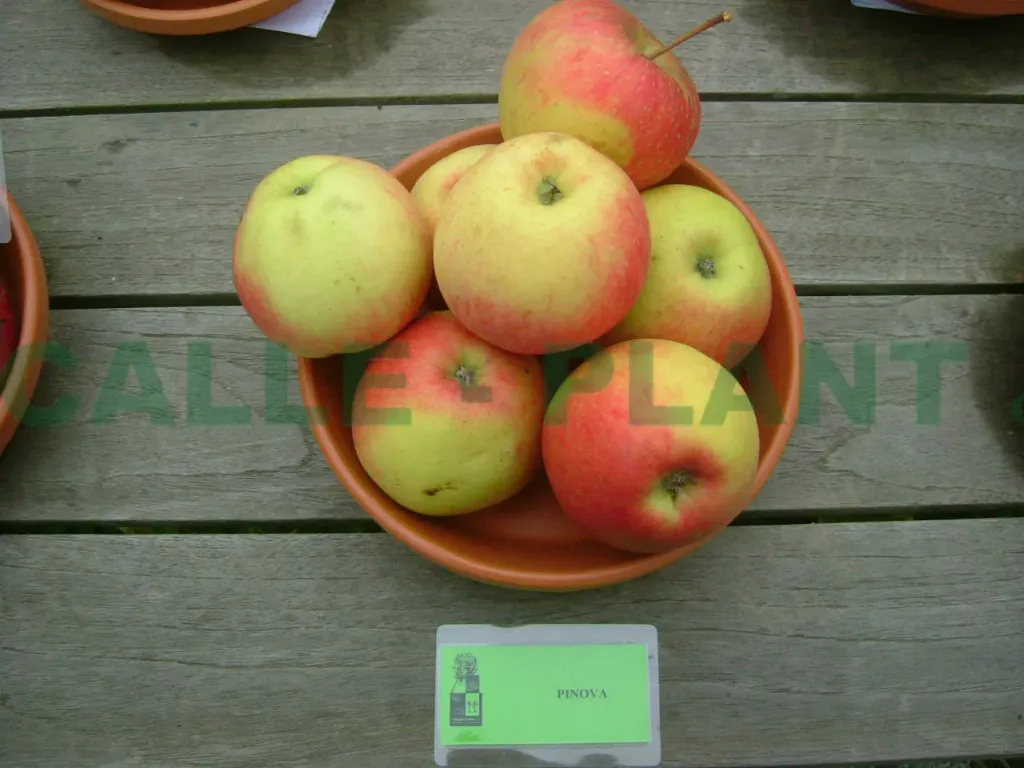 [APPIH106] APPELBOOM  'PINOVA' HOOGSTAM (Mm106, 8-10 cm)