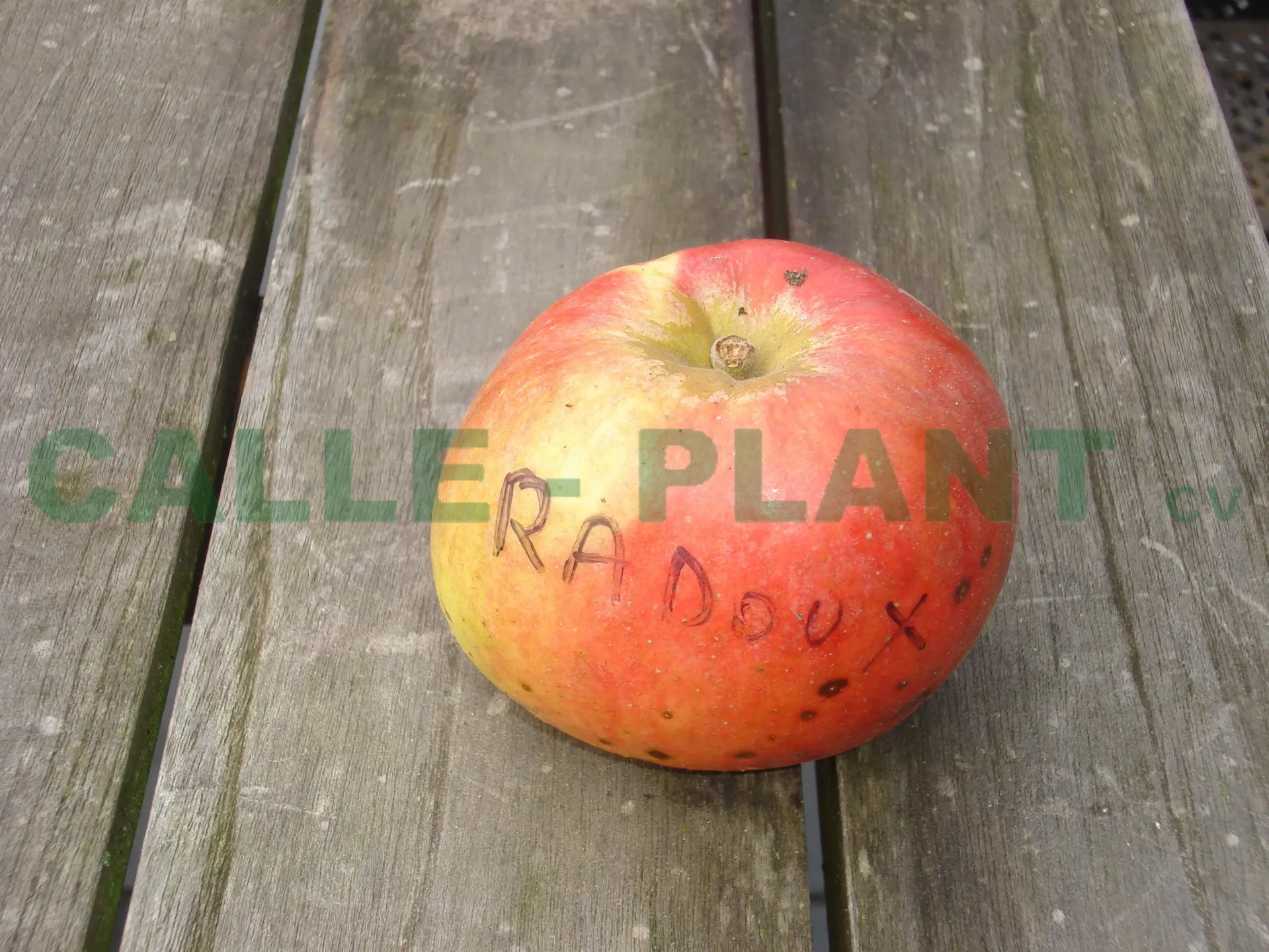 [APRAHA26] APPELBOOM  'RADOUX' RGF HALFSTAM (M26, Blote wortel, 6-8 cm)