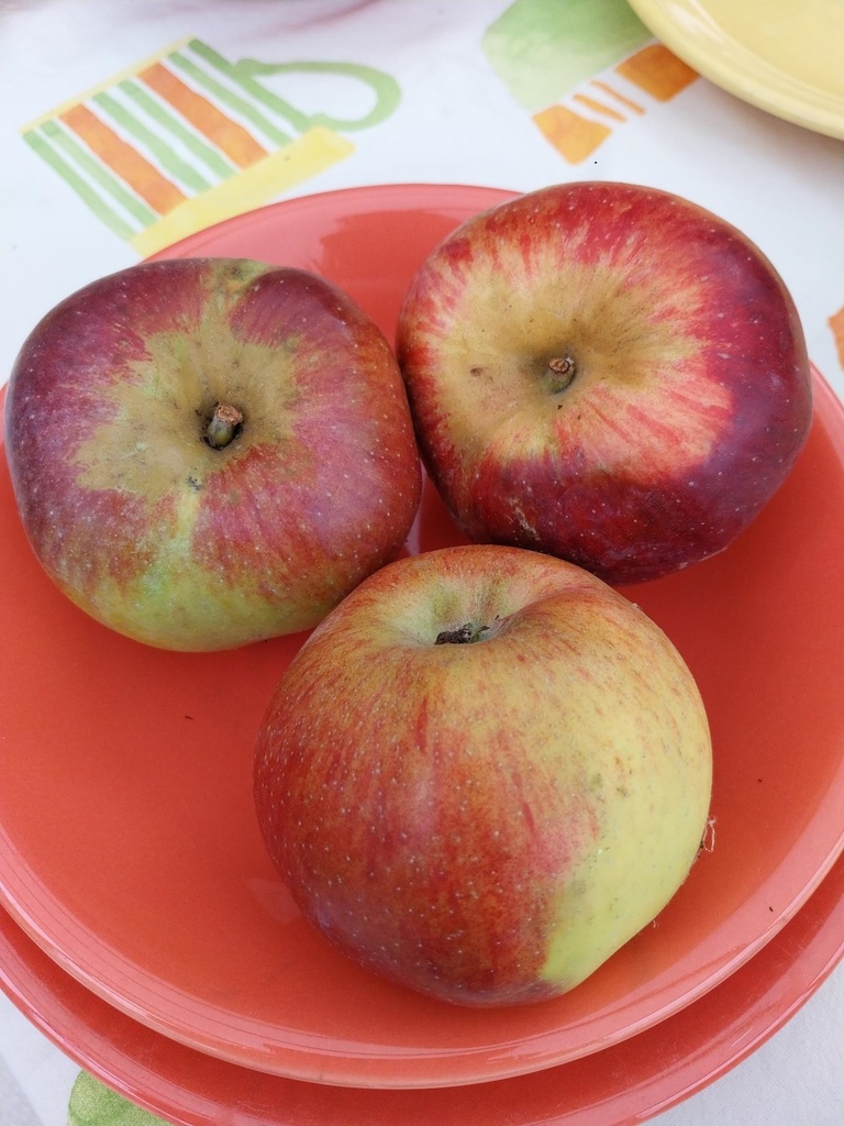 [APRHI226] APPELBOOM  'WINTERRAMBOUR' LAAGSTAM (Blote wortel)